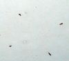Filename=Plafond4~0.jpg
Filesize=391KB
Dimensions=645x573
Date added=Aug 15, 2006 Plafond4~0.jpg