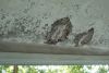 Filename=Plafond6.jpg
Filesize=665KB
Dimensions=1024x696
Date added=Aug 09, 2006 Plafond6.jpg